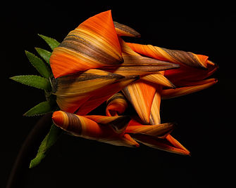 Flower Lines 8x10-.jpeg