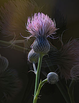 Thistle Gone Wild.1st place sp.tech. _.j
