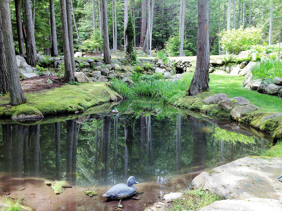 Pond