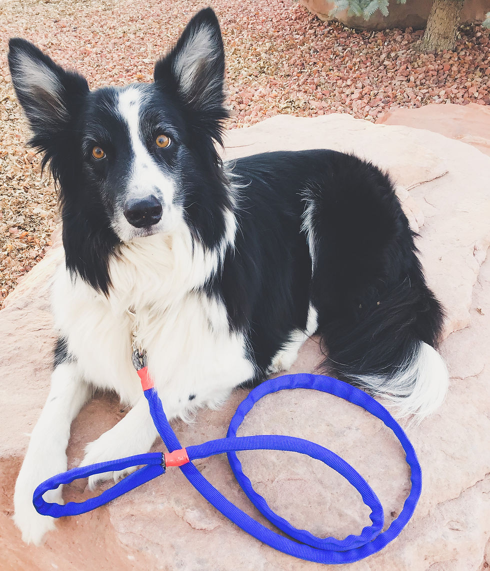 Thumbnail: 5/16" Winch Line Doggie Leash w/ Blue Protective Cover & Swivel Snap