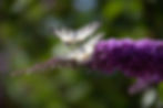 CR6A3035.jpg