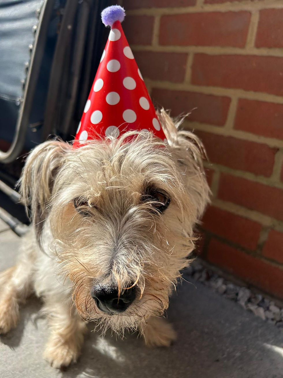 Thumbnail: Scrappy's Mini Birthday Box