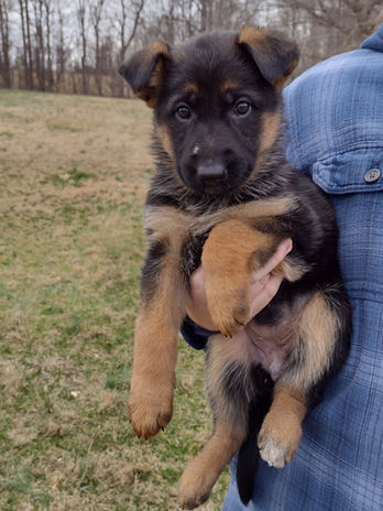 Heidi