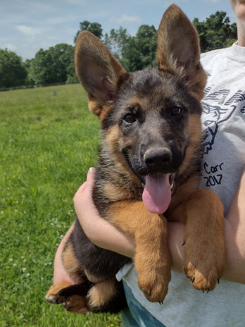 Nash