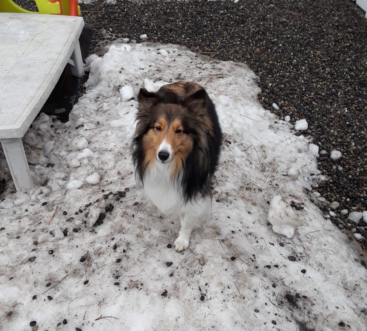 Dog Kennel Boarding Cloud9DoggyDaycare West Kelowna