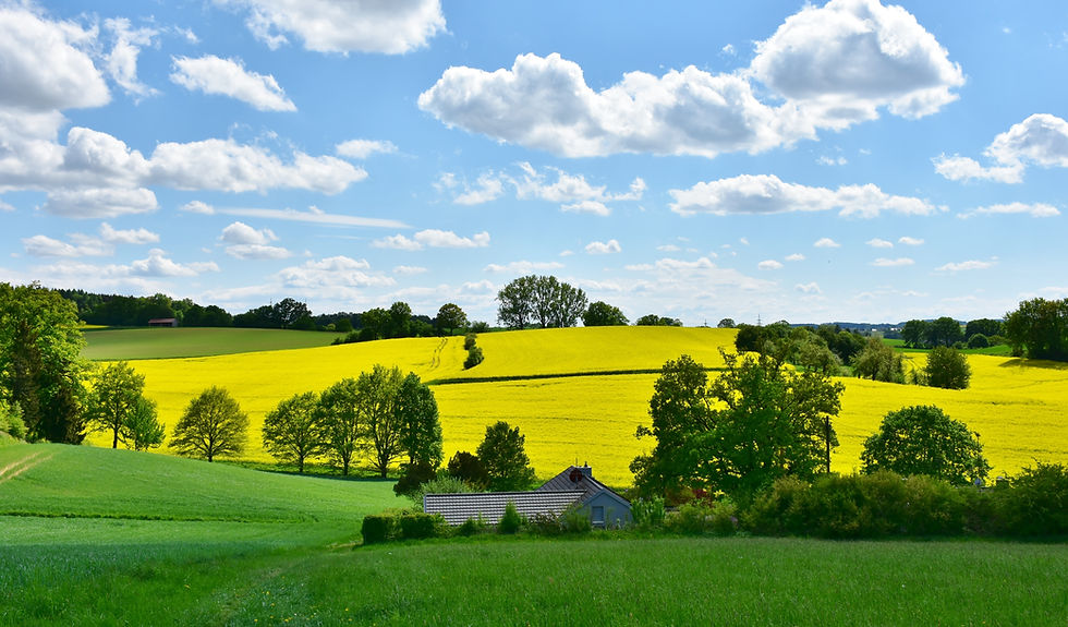 landscape-3369304 oil rape field by Pixabay Rite.jpg