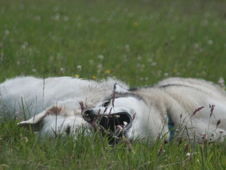 spelende honden