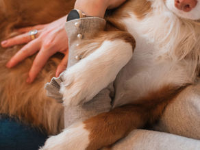5 inzichten die écht helpen als je hond aan de lijn trekt