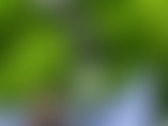 The Essential Role of Conditioning and Stretching for Sport Dogs