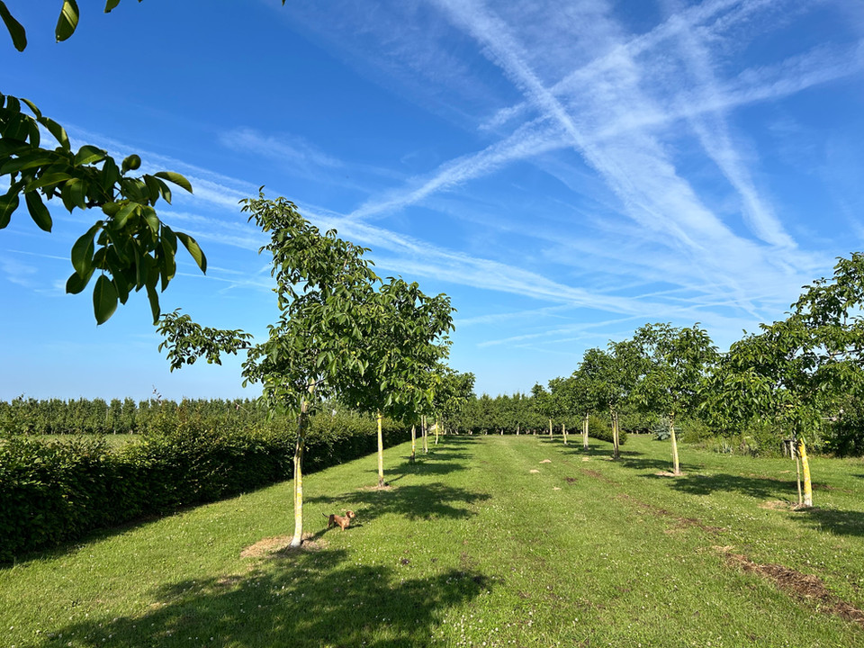 Hagelsveld