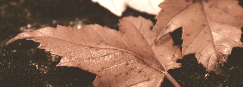 Leaves
