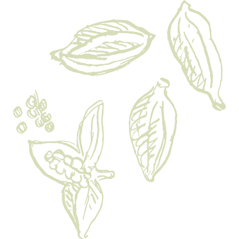 cardamomo 1.png