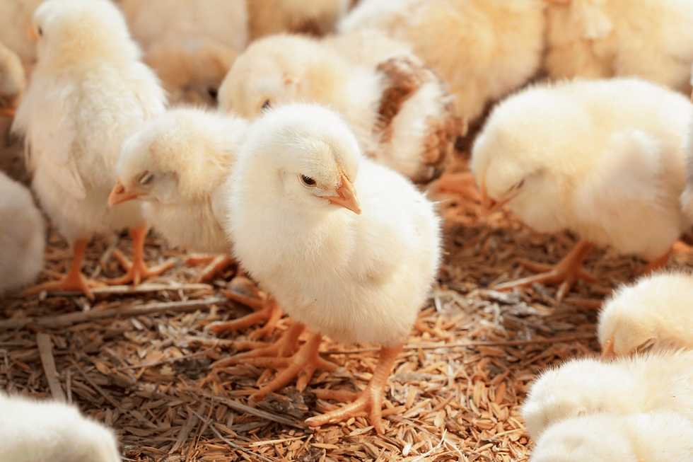 baby chicks