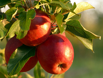The Real Reason Students Gave Apples to Teachers