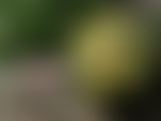 DIY Marinated Cheese Jars: Your Summer Host Gift Just Got Better