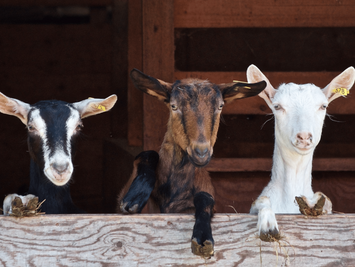 Why Lively Run Dairy Should Be Your Goat-To Stop This Month