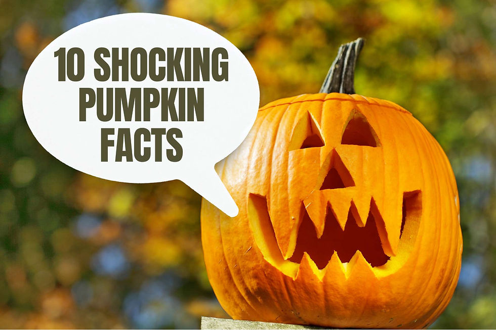 Jack O Lantern