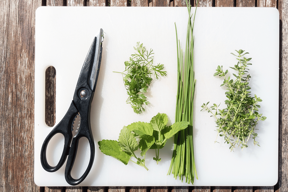 kitchen scissors and herbs