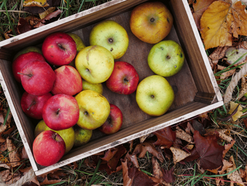 Apple Season Done Right: Best East Coast Orchards to Visit