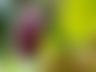 Chocolate Like You’ve Never Tasted: The Rarest Cacao in the World