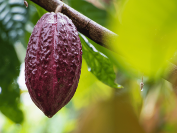 Chocolate Like You’ve Never Tasted: The Rarest Cacao in the World