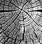 Wood Grain NZ Logo Pic