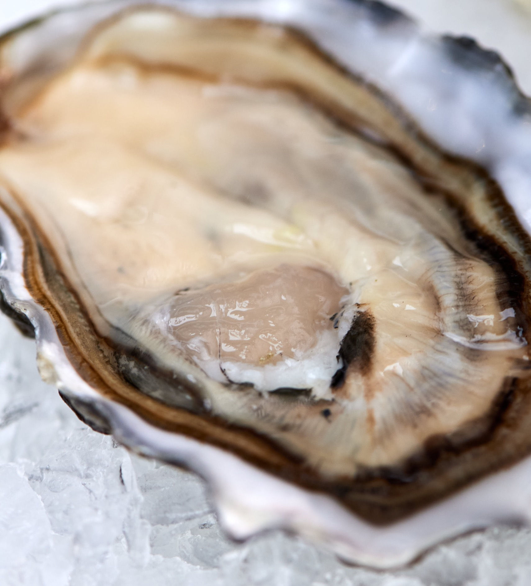 12 HUÎTRES FERMEES N°3 SPECIALE DE L'IMPERATRICE