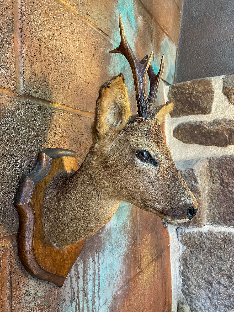 Thumbnail: Roe Deer Head