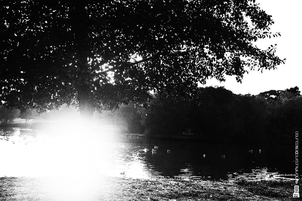 Parque da Cidade