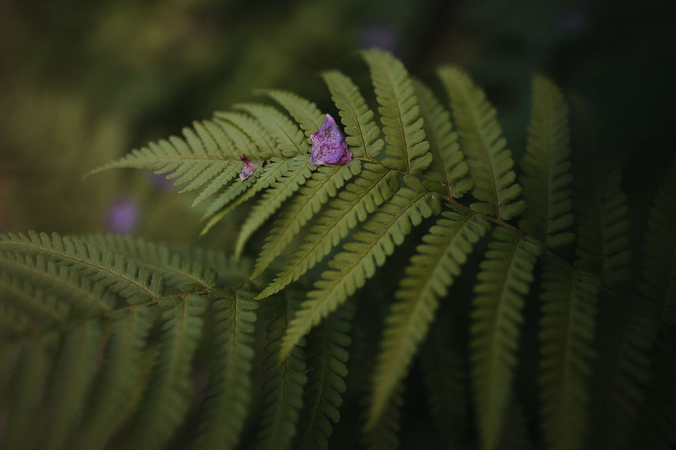 Wunderschöner Farn im Wildgarten Herk-Bodingbauer