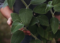 Zitronenblatt für Hydrolat