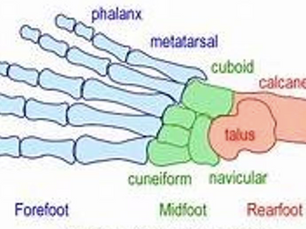 Anatomy For Runners: The Foot and Ankle 