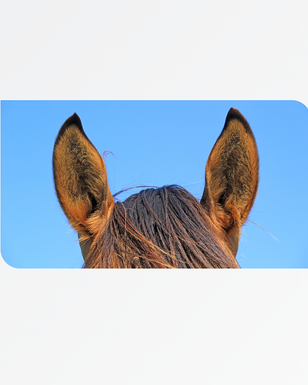 horse ears