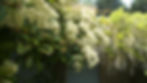 jardin5.jpg