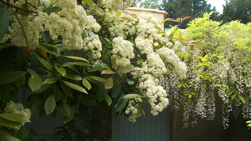 jardin5.jpg