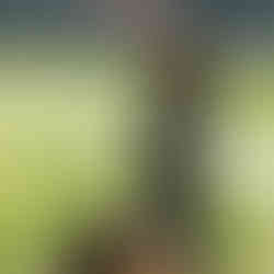 ALICE509012938-R1- (30)