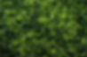 Seaweed for supplements Nordic Seafarm .jpg