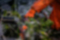 Person in orange protection wear working with seaweed