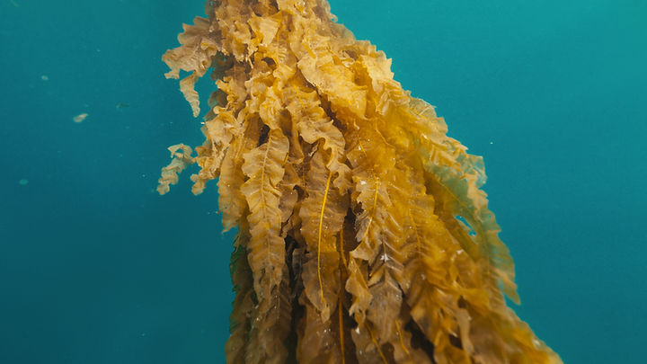 seaweed_1.67.1.jpg