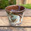 Thumbnail: Small Tumbler - 160ml - brown interior