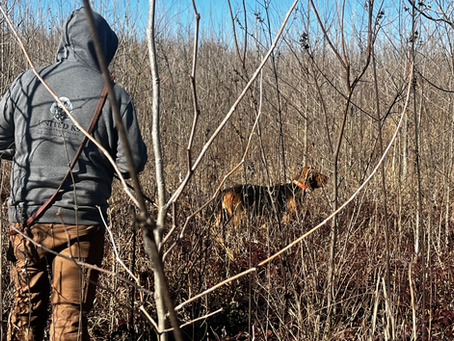 Bloodhound K9 Search & Rescue