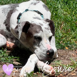 THEIR rescue story started with you (27)