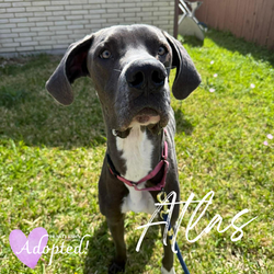THEIR rescue story started with you (20)