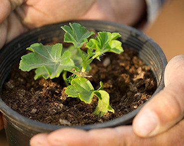 plant nurcery surveillance.jpg