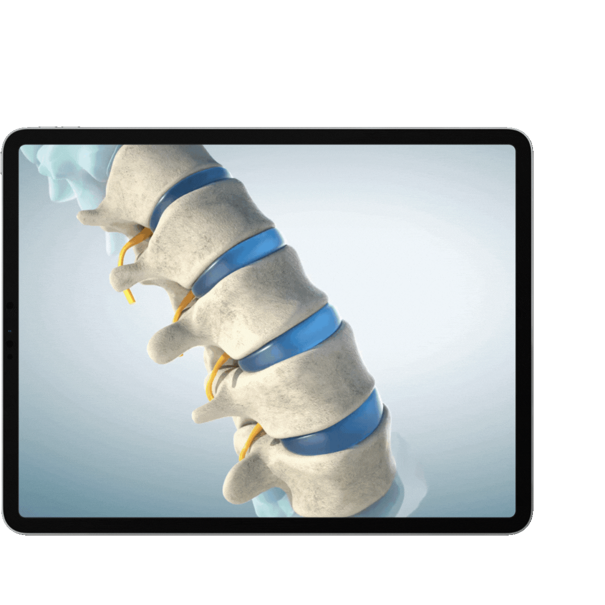 Spinal Animation