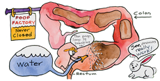 New Study: Daily Enemas Resolve Pee Accidents Far Better Than Miralax