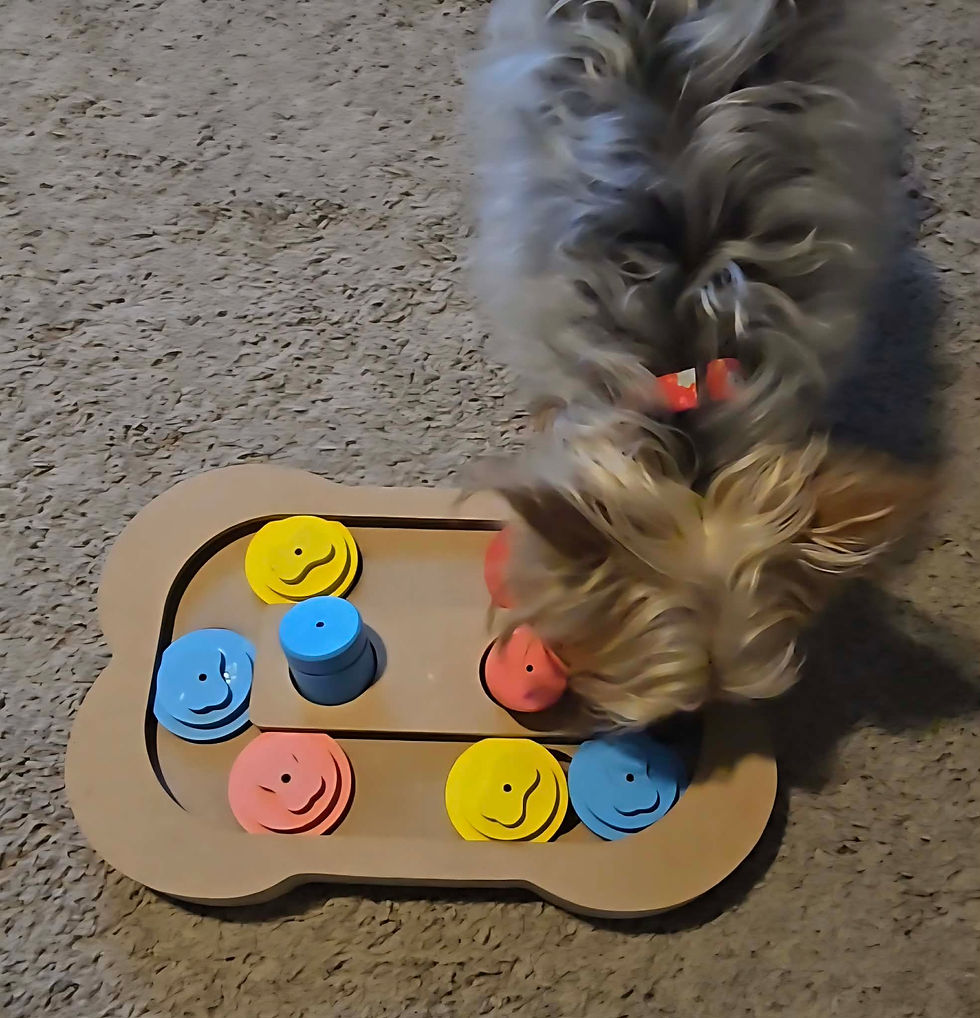 Annie enjoying an indoor afternoon snack with a puzzle toy.