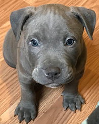 otis.jpeg