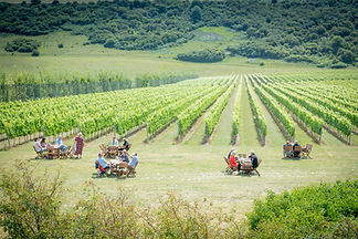 Picnic in the Vines.jpg
