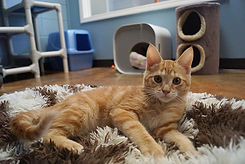 gillian1-kitten_cat.jpeg